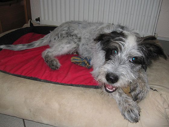 Hannes