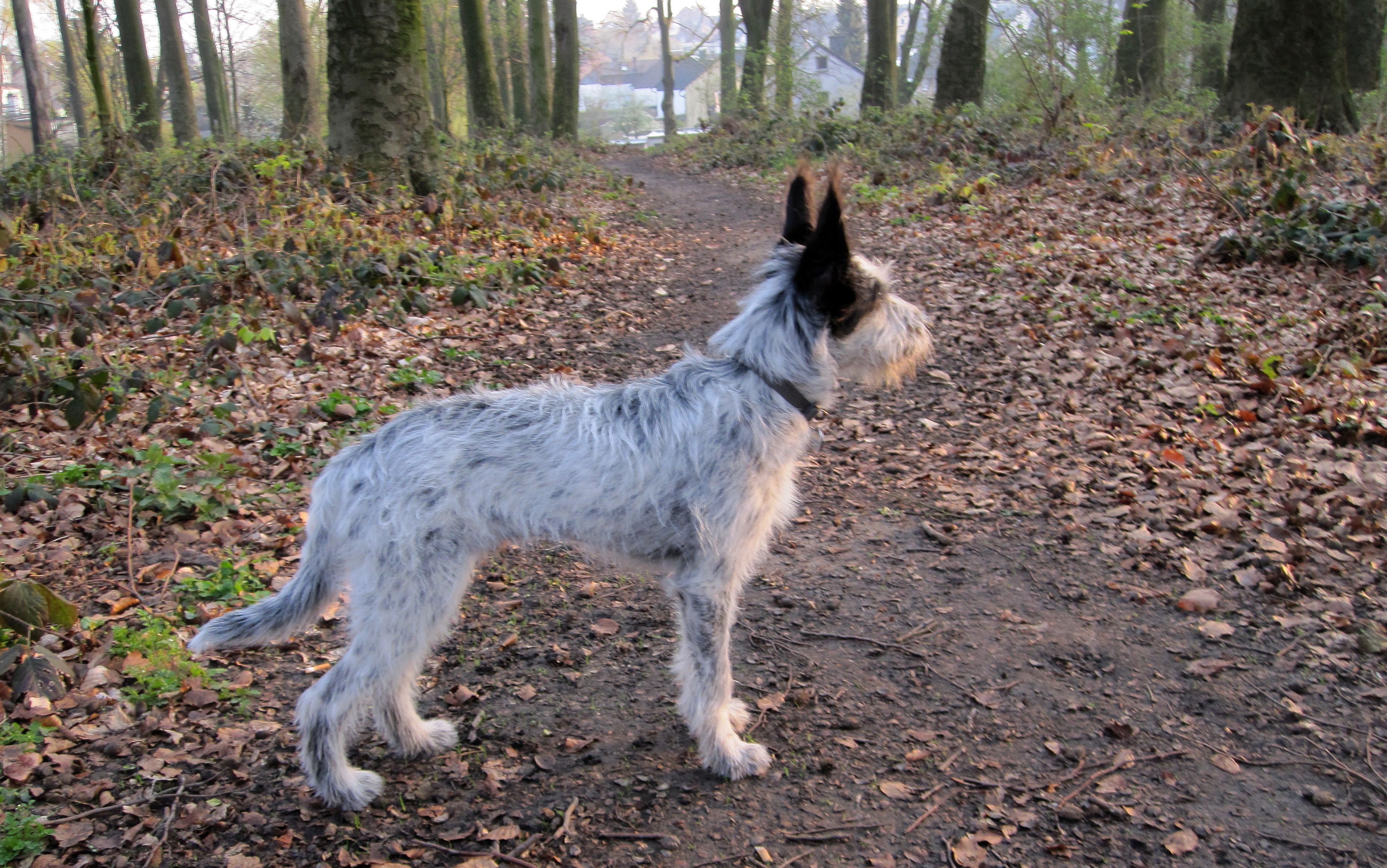 Hannes