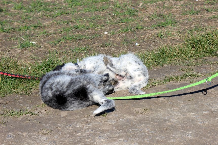 Melly und Hannes spielen im Feld