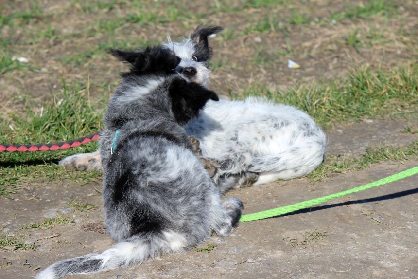 Melly und Hannes spielen im Feld