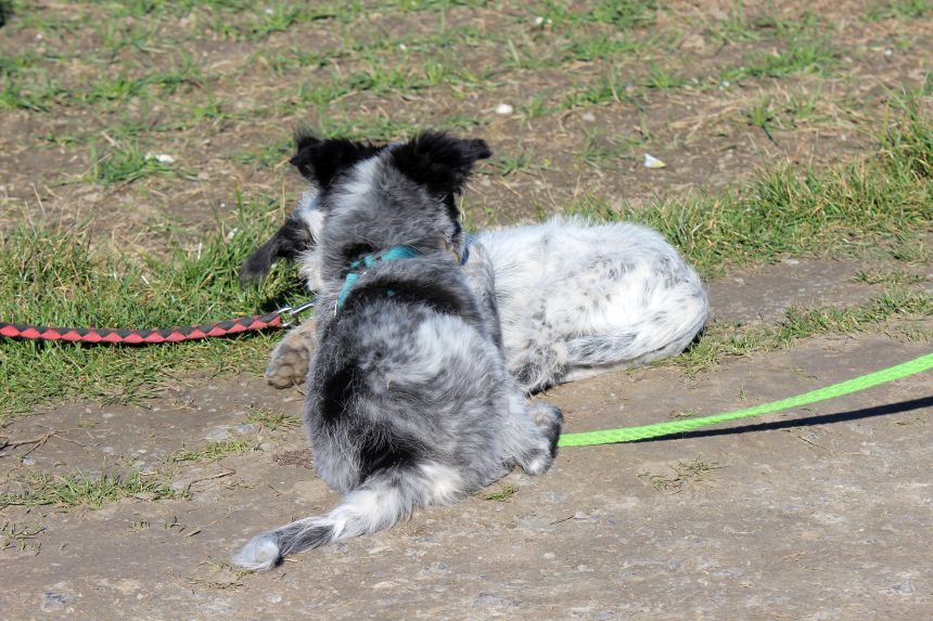 Melly und Hannes spielen im Feld