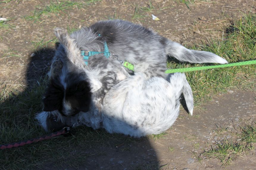 Melly und Hannes spielen im Feld