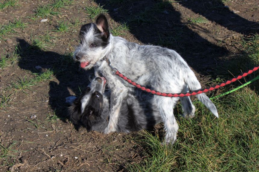 Melly und Hannes spielen im Feld