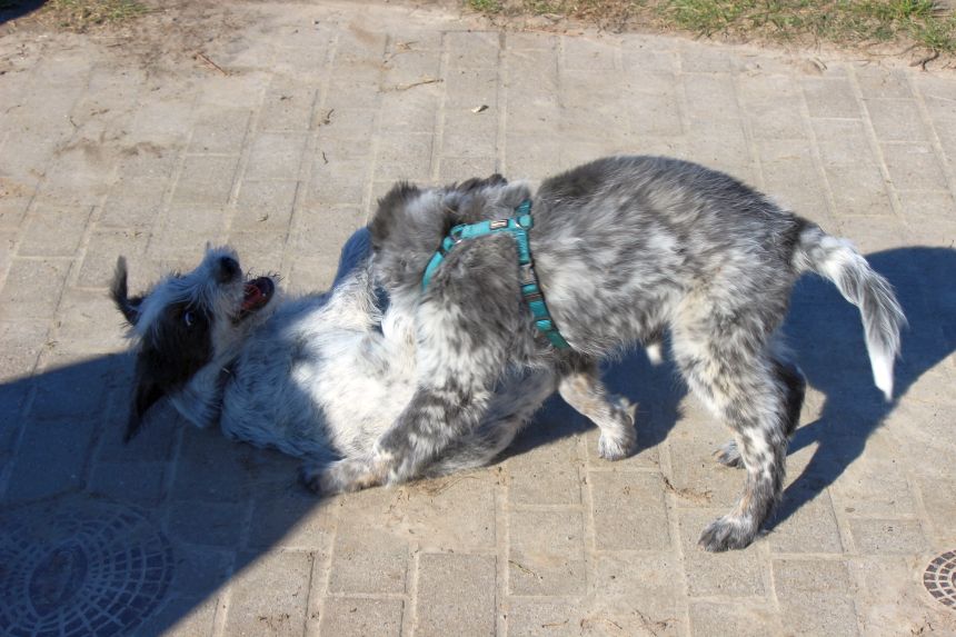 Melly und Hannes spielen im Feld