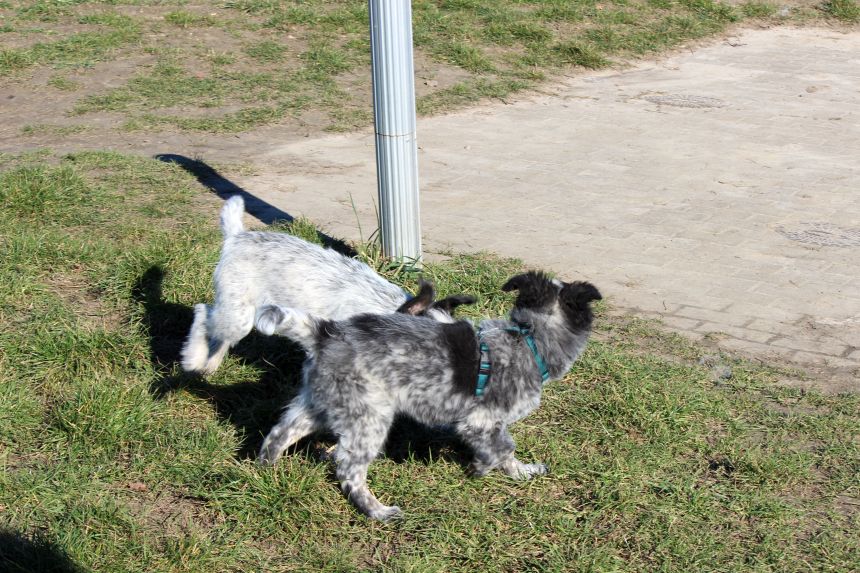Melly und Hannes spielen im Feld