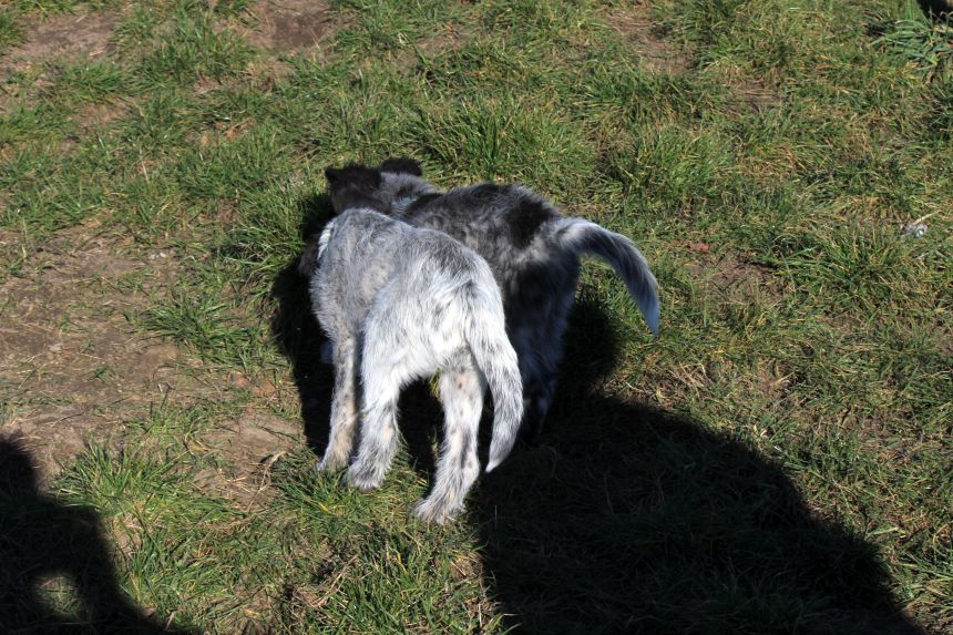 Melly und Hannes spielen im Feld