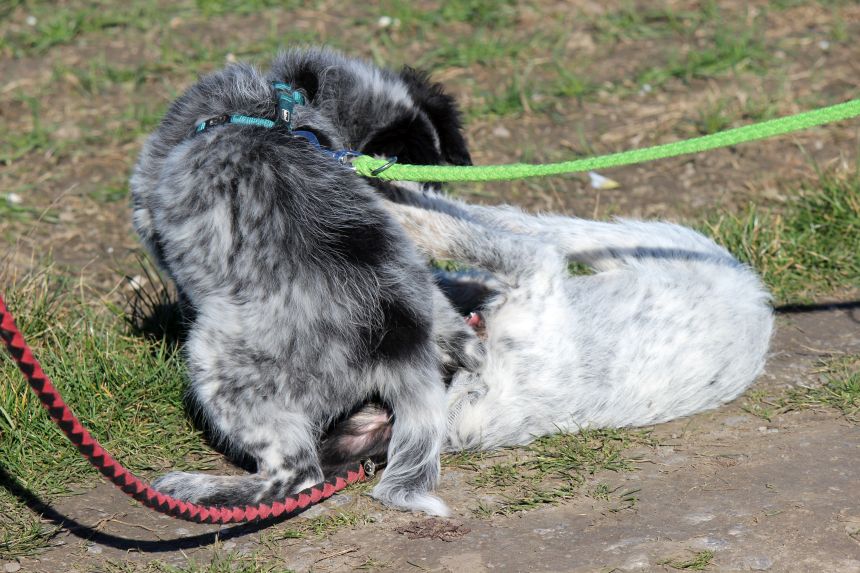 Melly und Hannes spielen im Feld