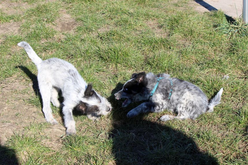 Melly und Hannes spielen im Feld