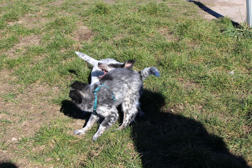 Melly und Hannes spielen im Feld