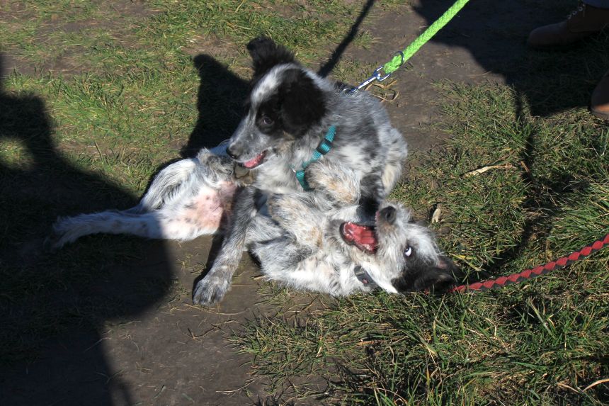 Melly und Hannes spielen im Feld