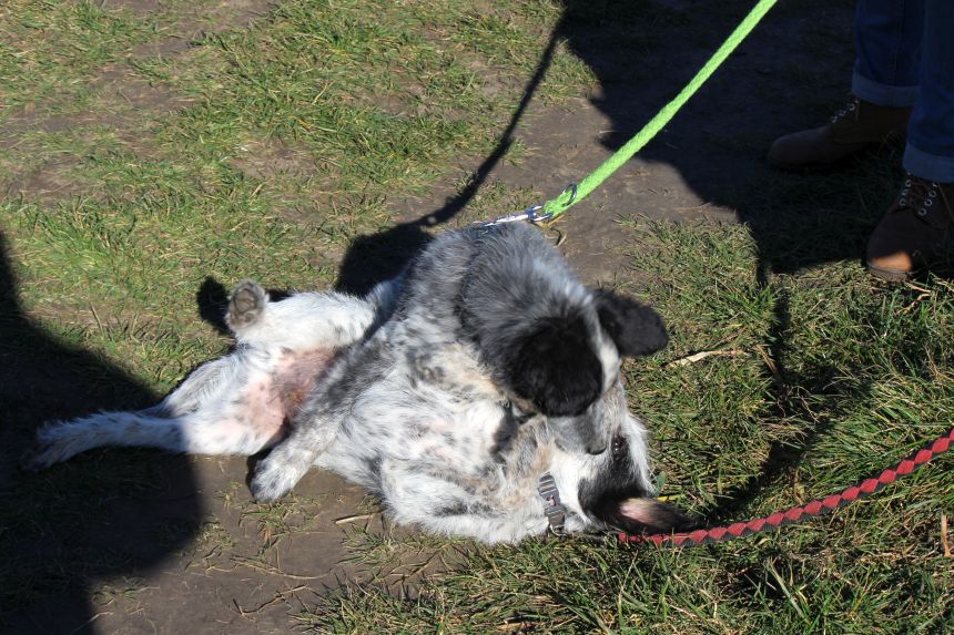 Melly und Hannes spielen im Feld