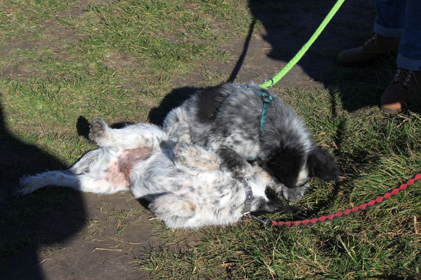 Melly und Hannes spielen im Feld