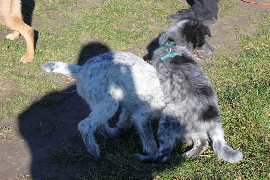 Melly und Hannes spielen im Feld