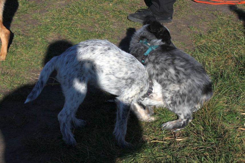 Melly und Hannes spielen im Feld