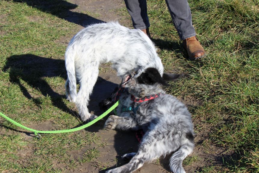 Melly und Hannes spielen im Feld