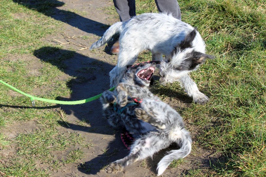 Melly und Hannes spielen im Feld