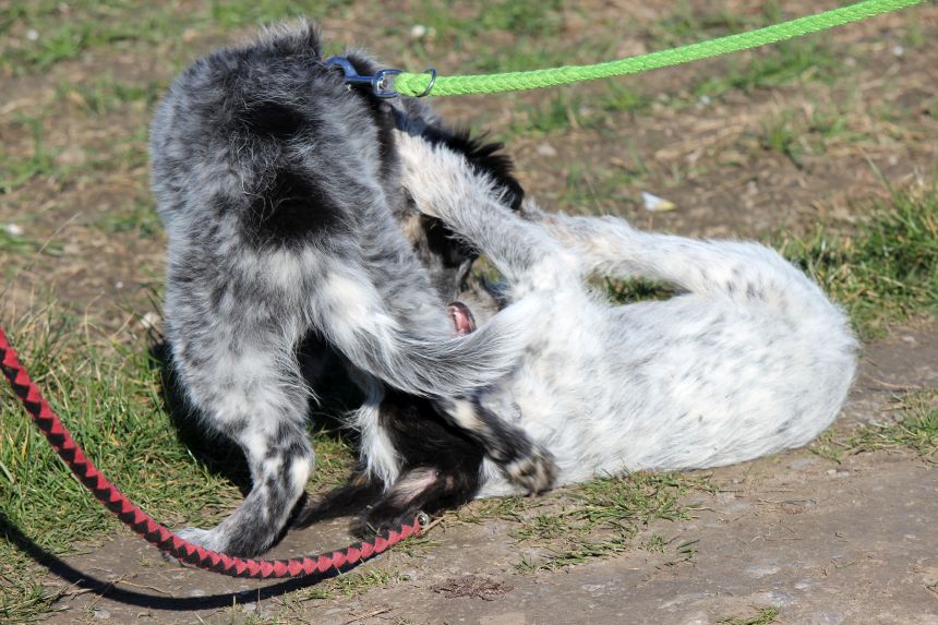 Melly und Hannes spielen im Feld