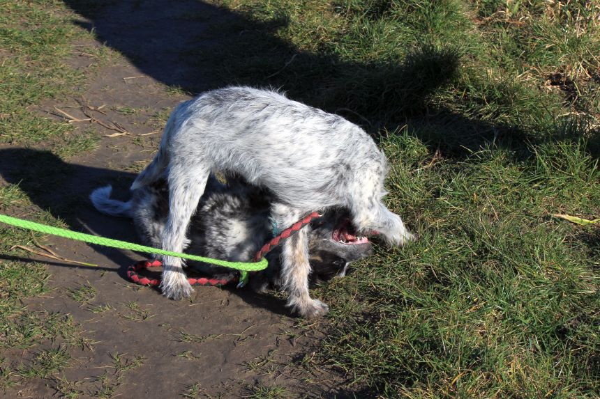 Melly und Hannes spielen im Feld