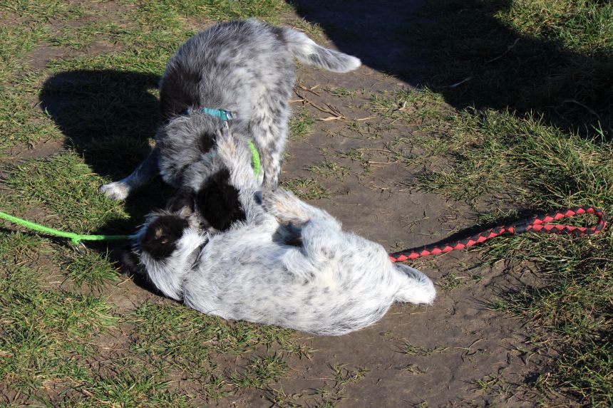 Melly und Hannes spielen im Feld