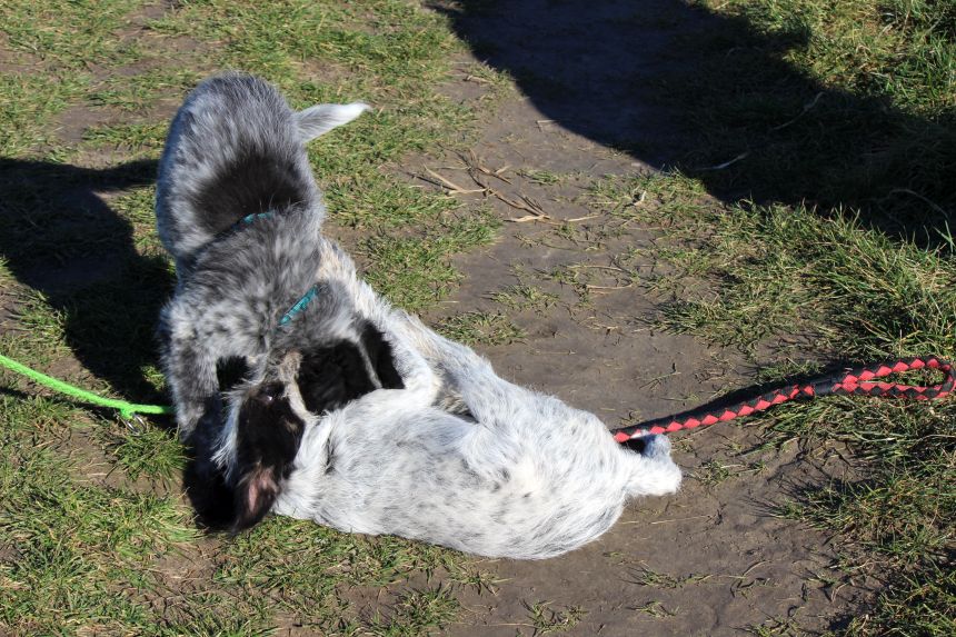 Melly und Hannes spielen im Feld