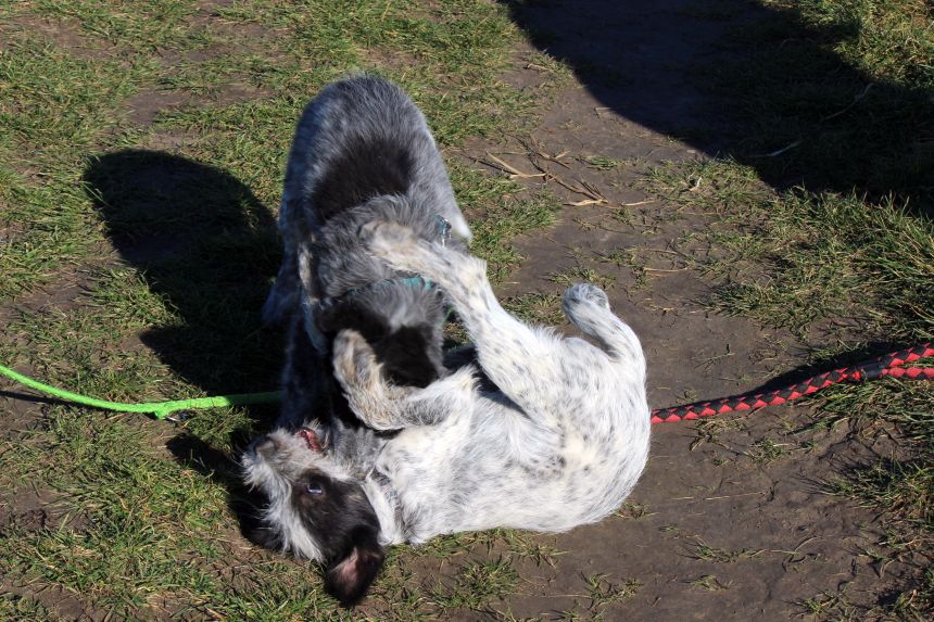 Melly und Hannes spielen im Feld