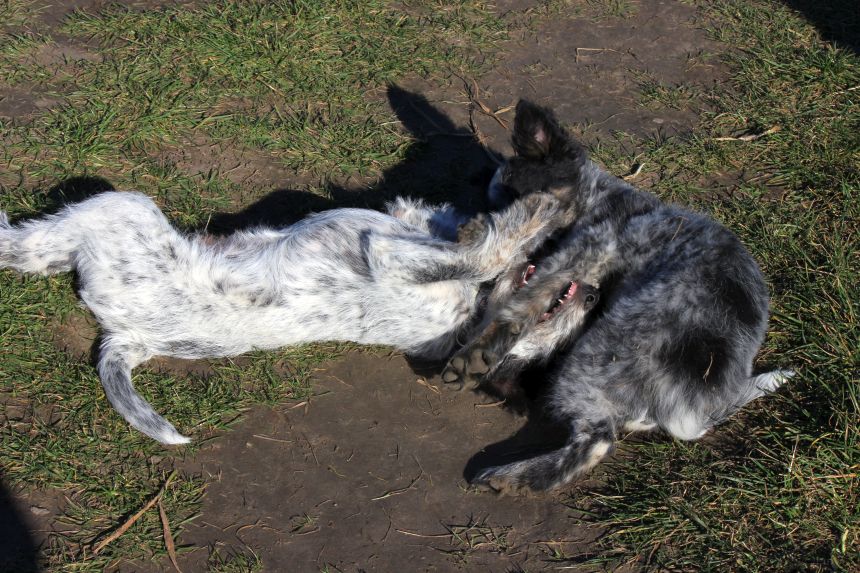 Melly und Hannes spielen im Feld