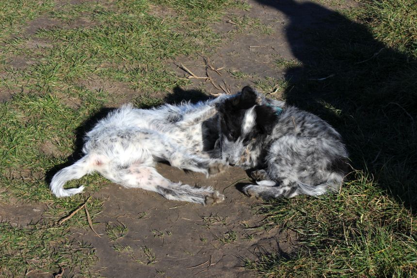 Melly und Hannes spielen im Feld