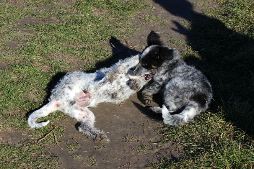 Melly und Hannes spielen im Feld