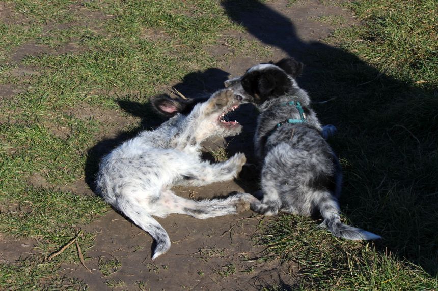 Melly und Hannes spielen im Feld