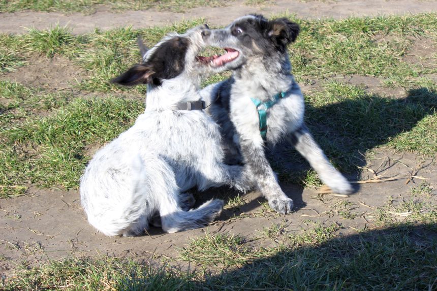 Melly und Hannes spielen im Feld
