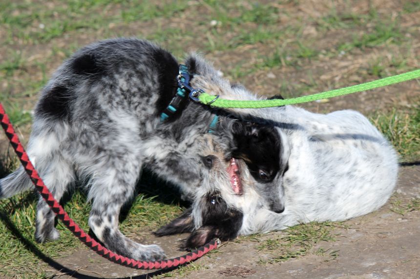 Melly und Hannes spielen im Feld