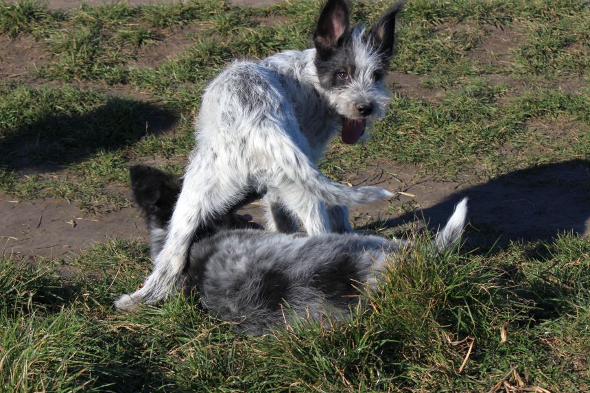 Melly und Hannes spielen im Feld