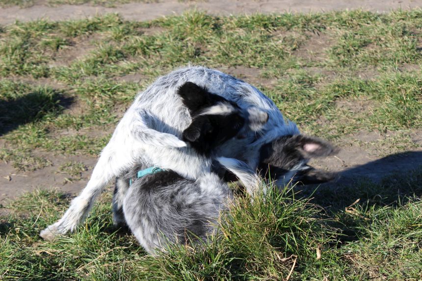 Melly und Hannes spielen im Feld
