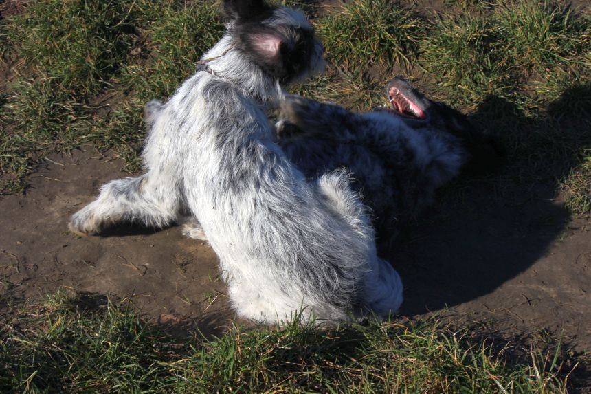 Melly und Hannes spielen im Feld