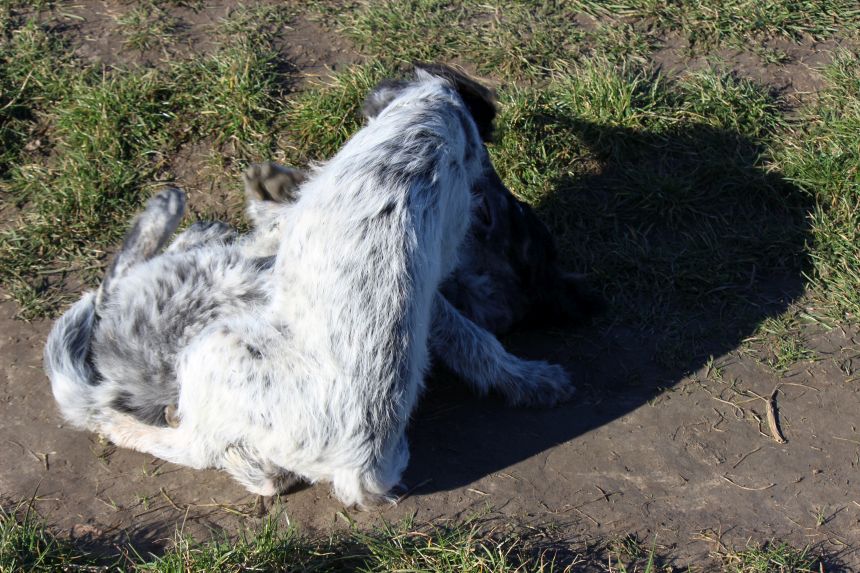 Melly und Hannes spielen im Feld