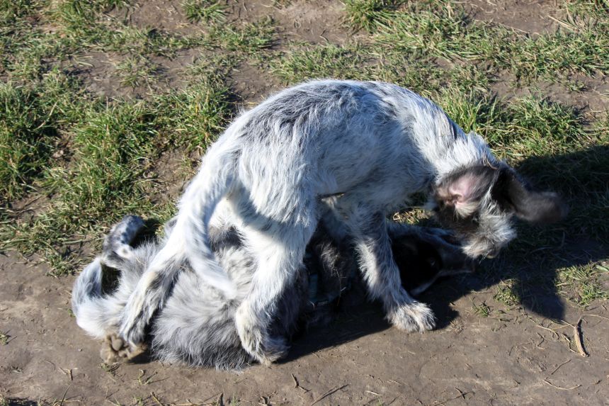 Melly und Hannes spielen im Feld