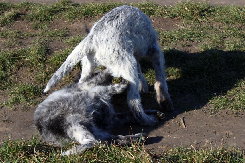 Melly und Hannes spielen im Feld