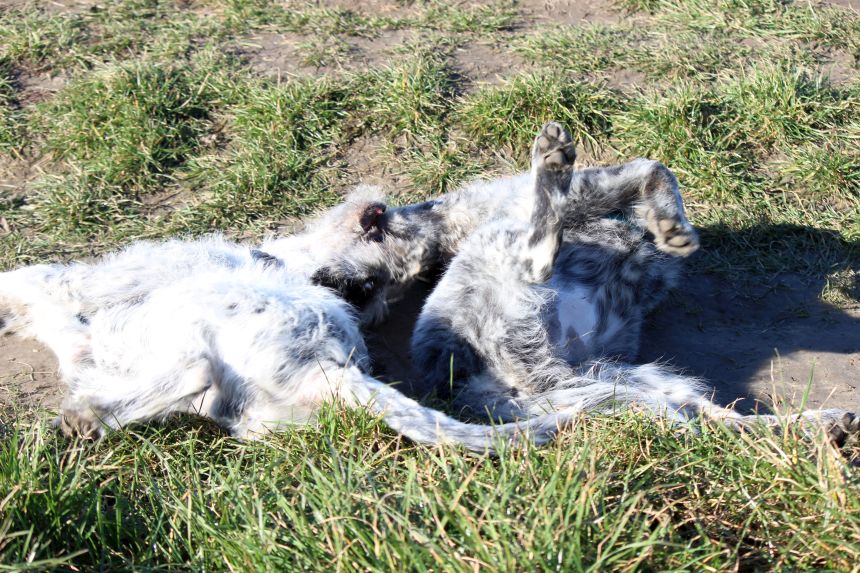 Melly und Hannes spielen im Feld