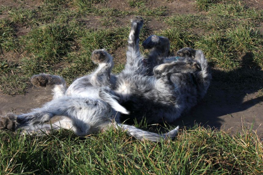 Melly und Hannes spielen im Feld