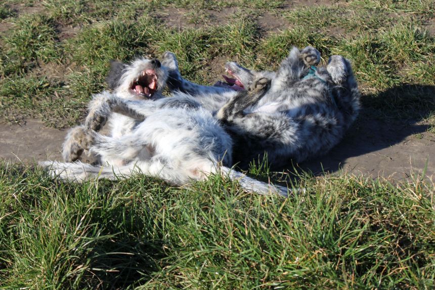 Melly und Hannes spielen im Feld