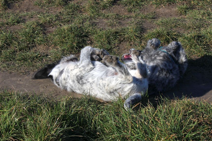 Melly und Hannes spielen im Feld
