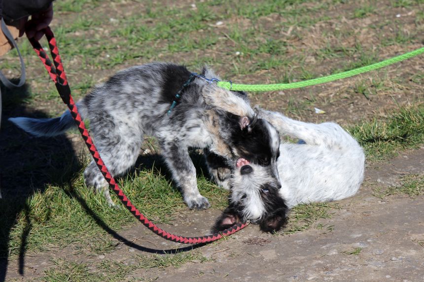 Melly und Hannes spielen im Feld
