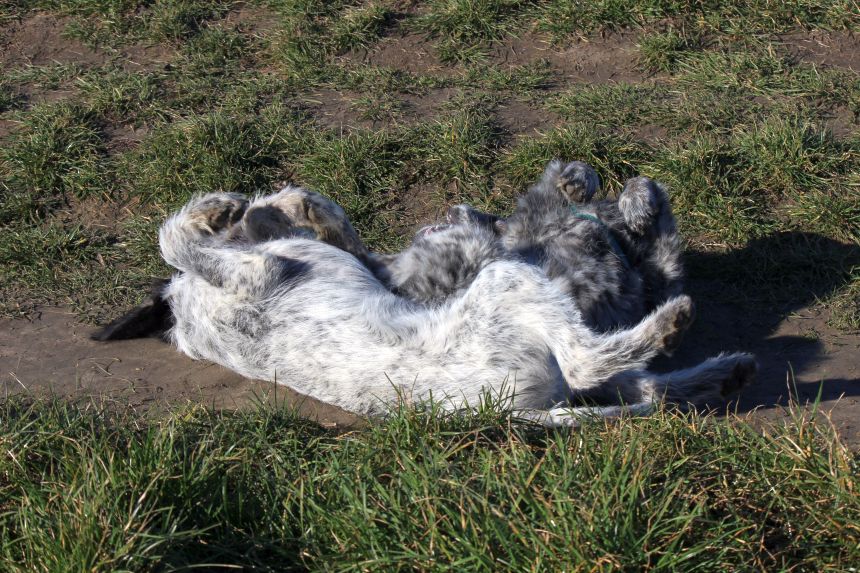 Melly und Hannes spielen im Feld