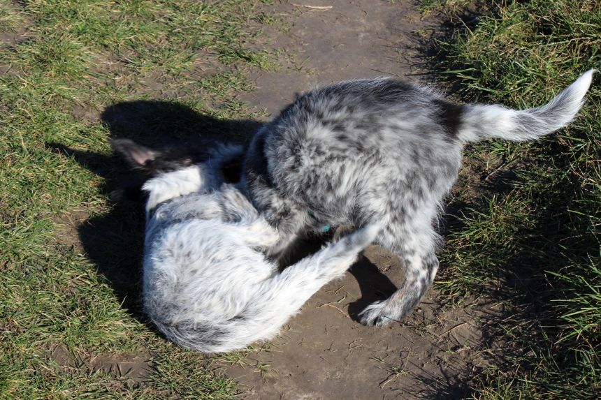Melly und Hannes spielen im Feld