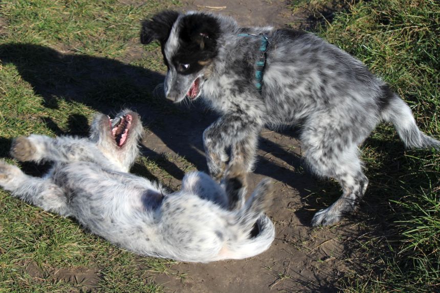 Melly und Hannes spielen im Feld