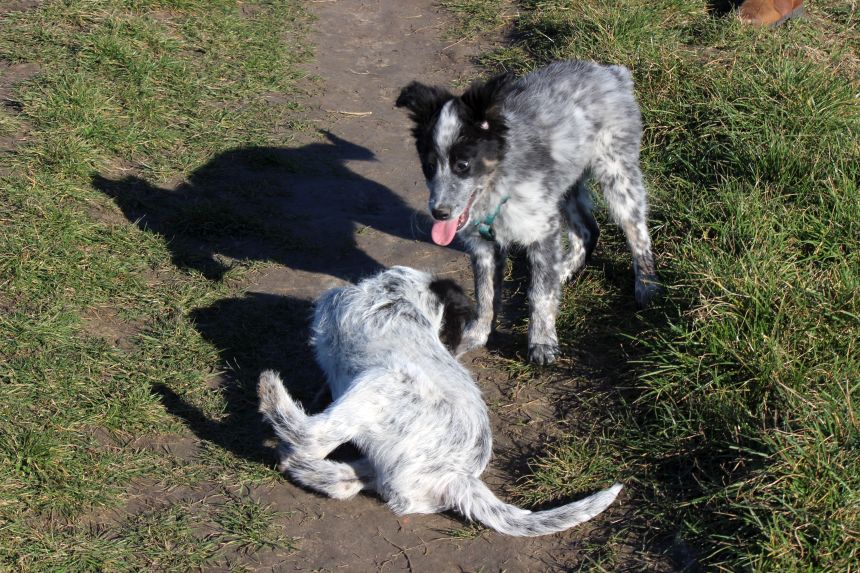 Melly und Hannes spielen im Feld