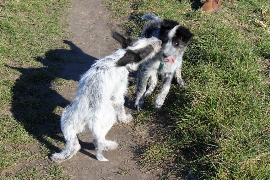 Melly und Hannes spielen im Feld