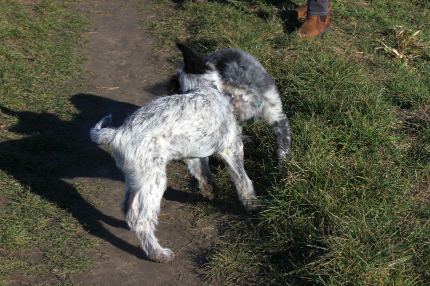 Melly und Hannes spielen im Feld