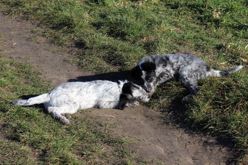Melly und Hannes spielen im Feld