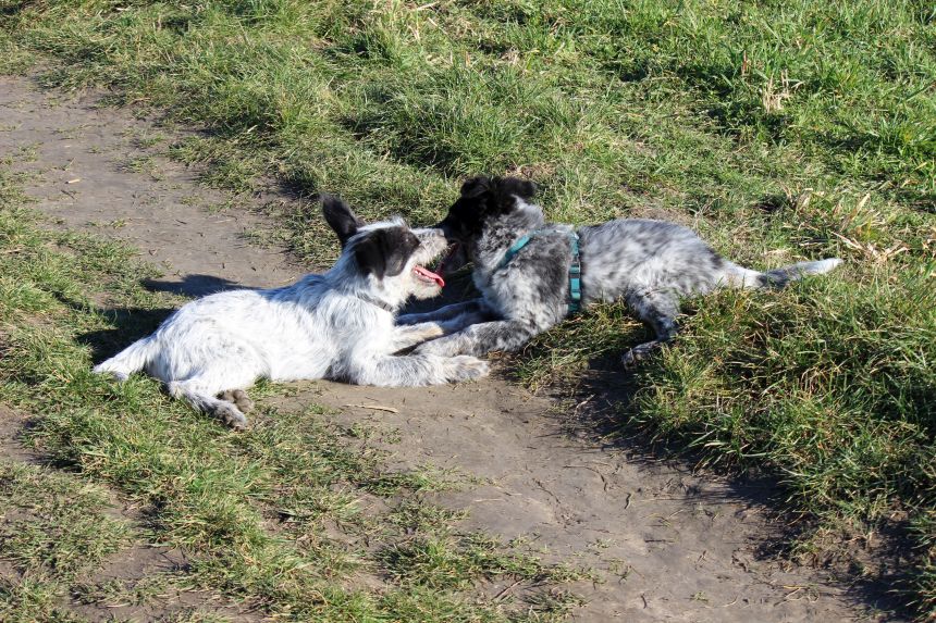 Melly und Hannes spielen im Feld